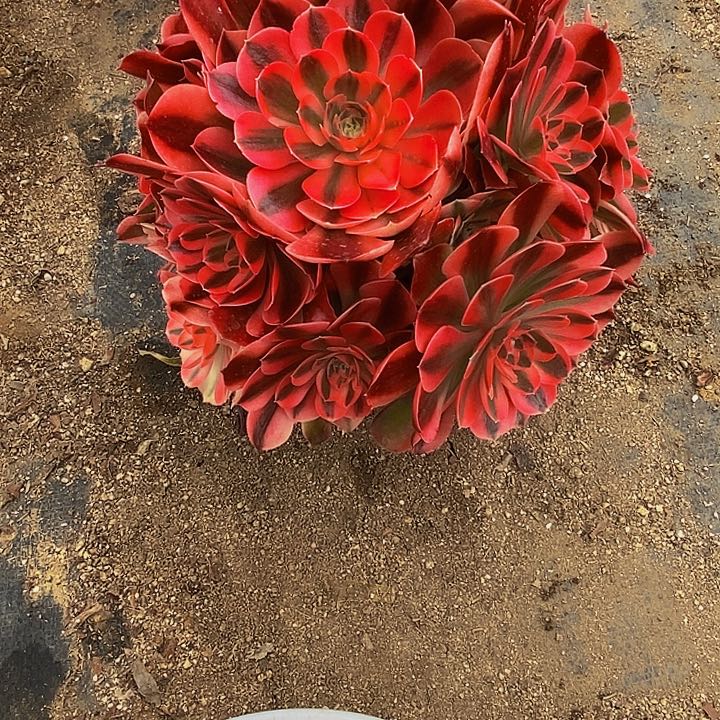 多肉香妃857多肉