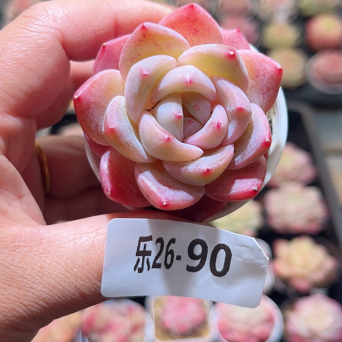乐26-90 橙星单头