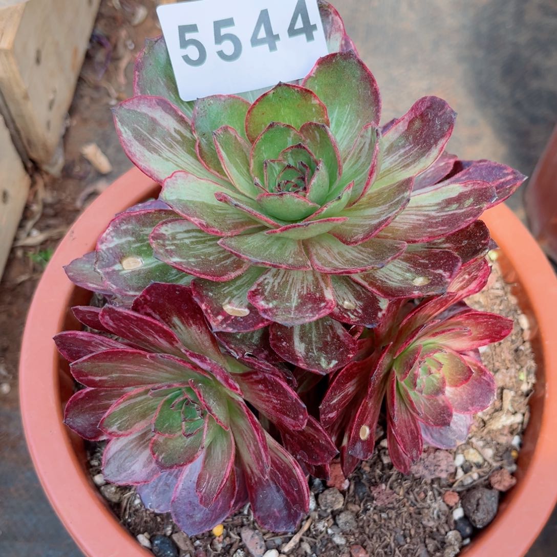 半夏多肉发货发货