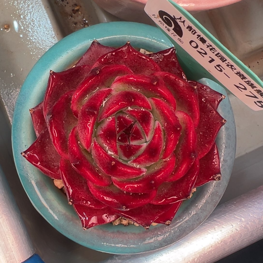 多肉一物一拍0215-275