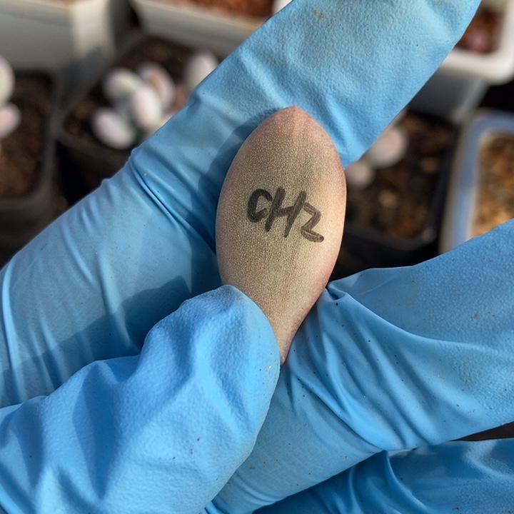 芳***6彩虹奶酪锦杂交多肉