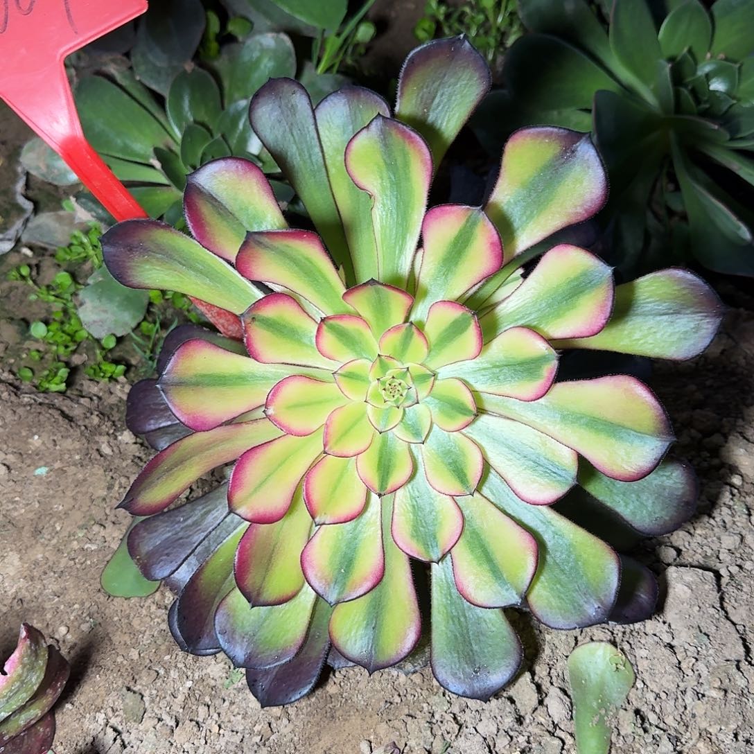 3-1007铜壶七彩无根已告知