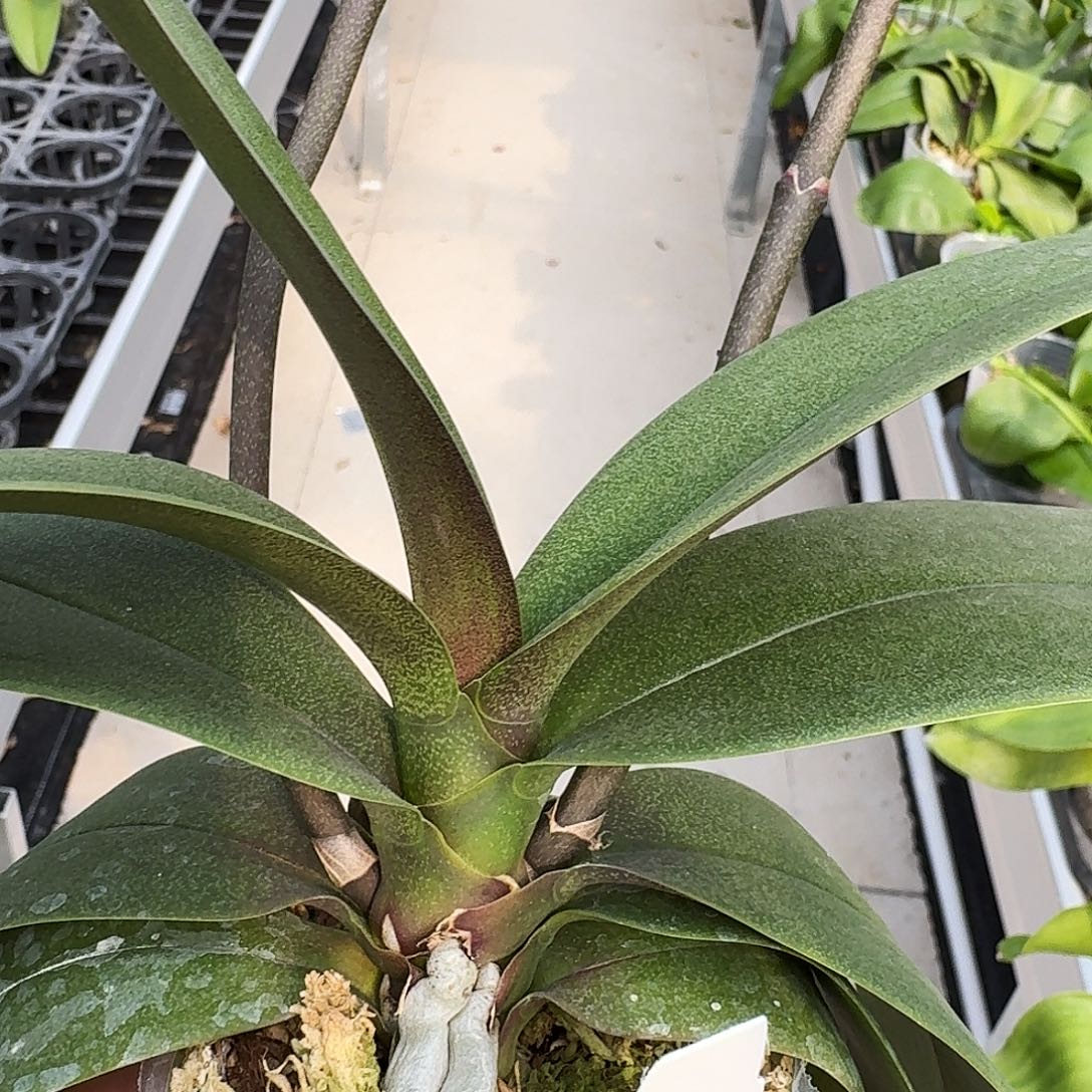 无花朵美琪粉红兔 2.5