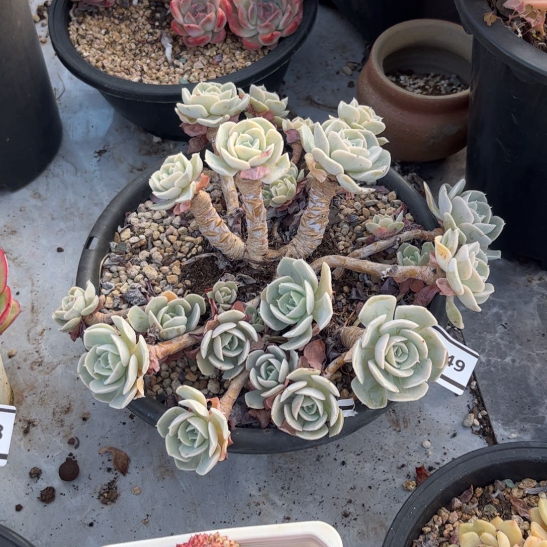 鲁氏多肉植物2949