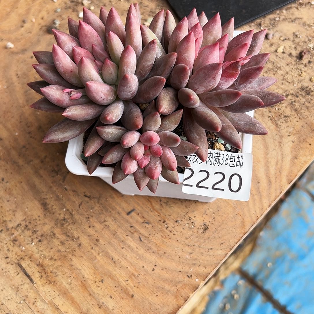 开***乐多肉一物一拍植物2220