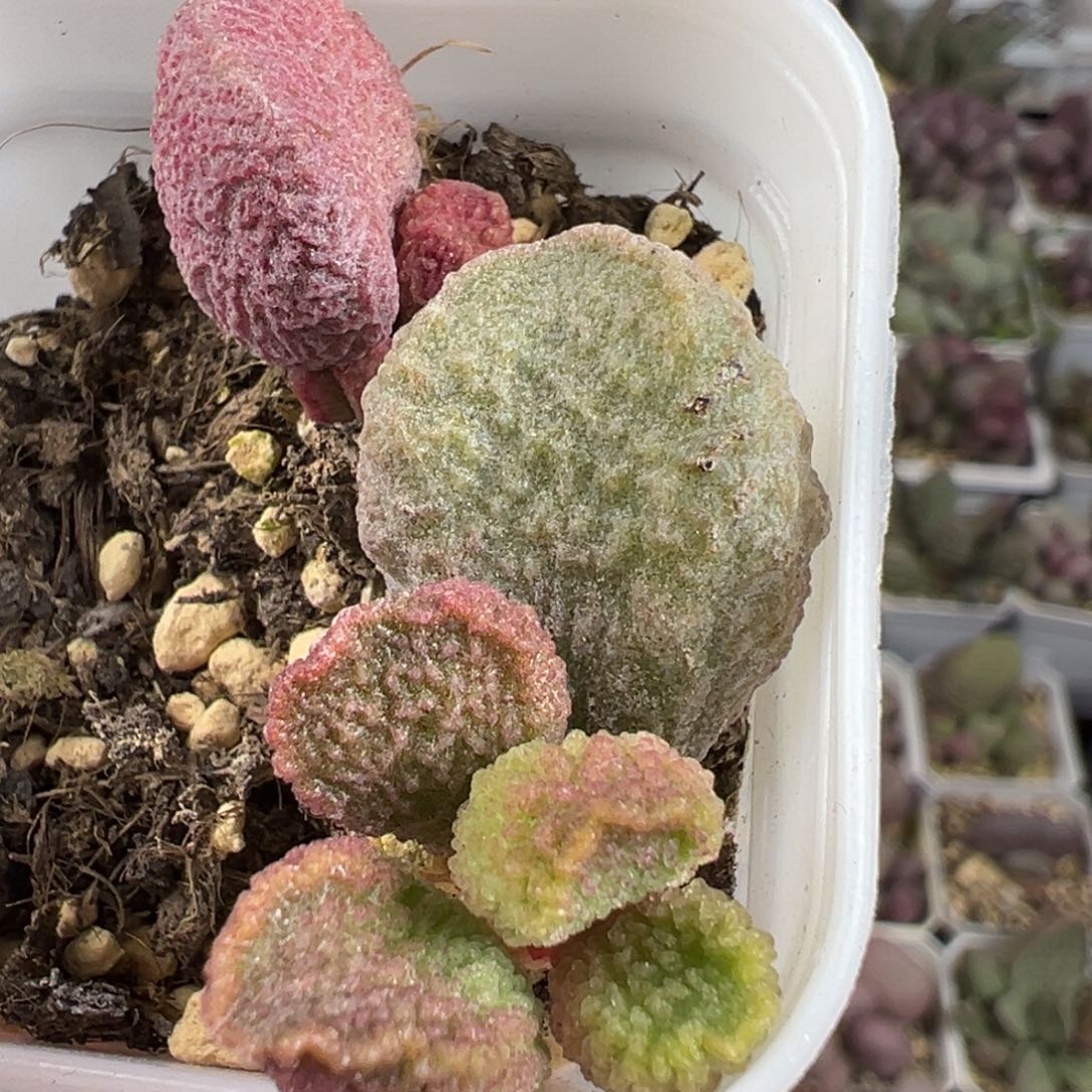 两颗一起实生底叶苗纹路款多肉植物