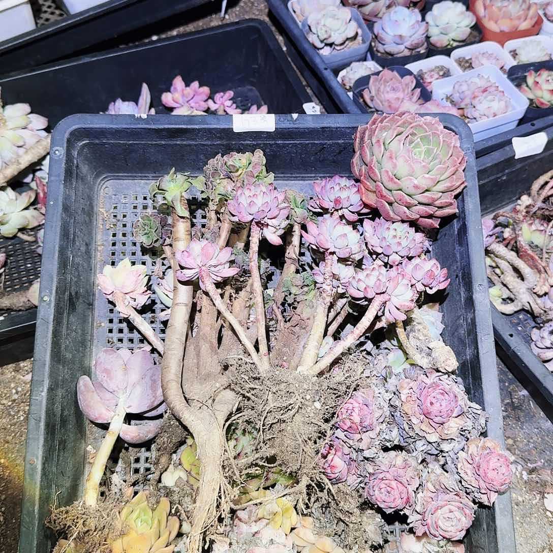 满20包邮零下拍保温箱63号筐无售后