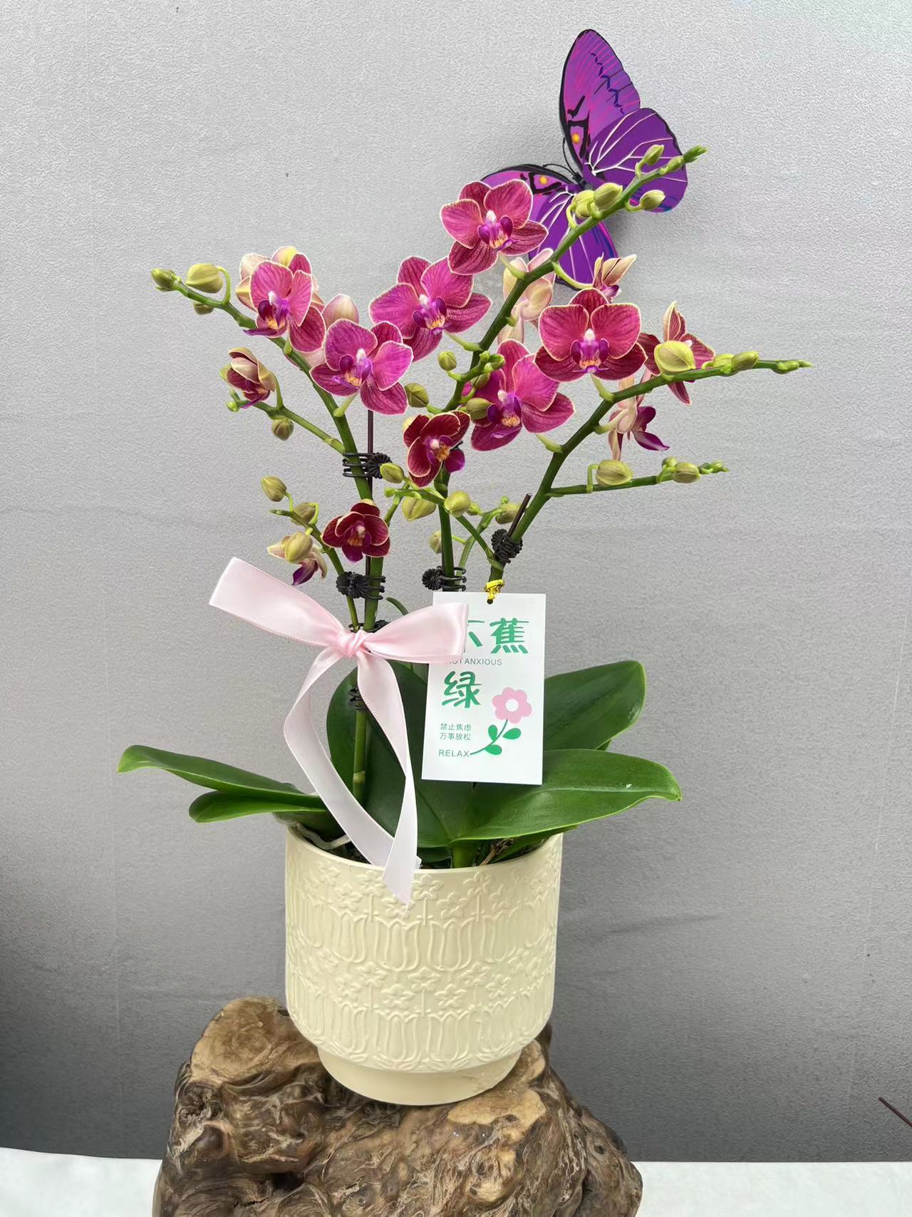 《金边玲珑》蝴蝶兰艺术组盆鲜花摆设高端花卉