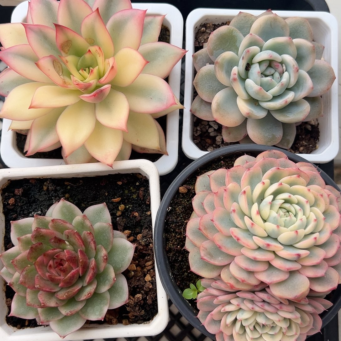 新手养肉套餐福利