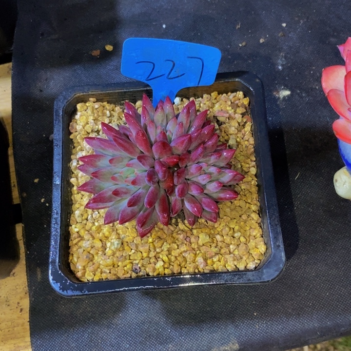 苦***苦在家闲不住也可以轻松