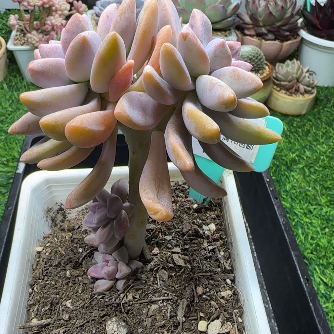 唐二姐多肉编号153