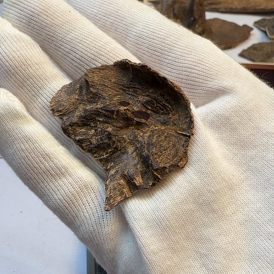 沉香摆件海南三亚沉水包头2.5克