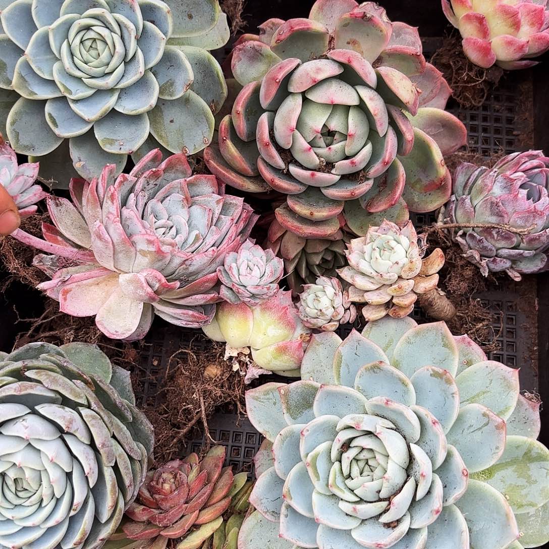 多肉植物宽拍零三二号