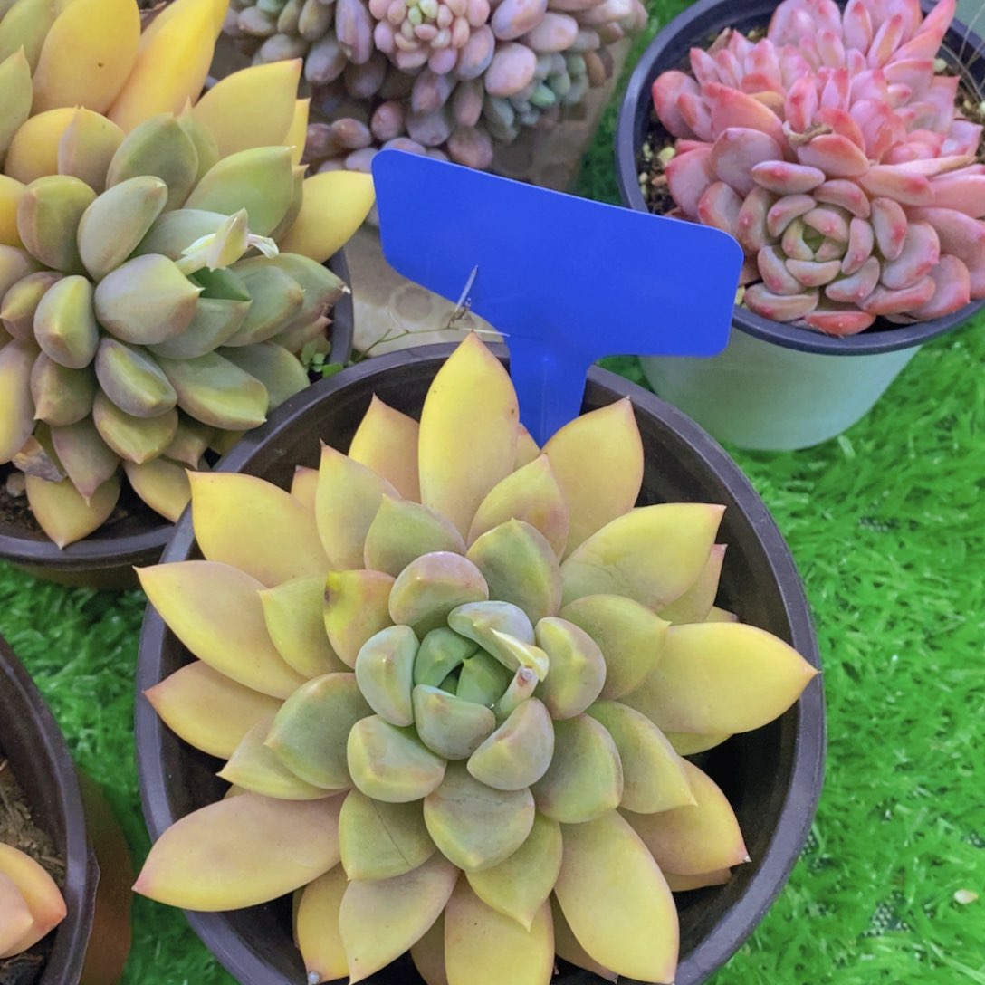 开心多肉植物多肉