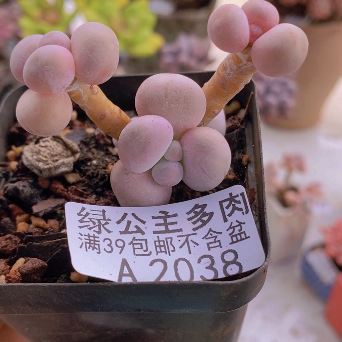 橙奶6cm2038多肉植物
