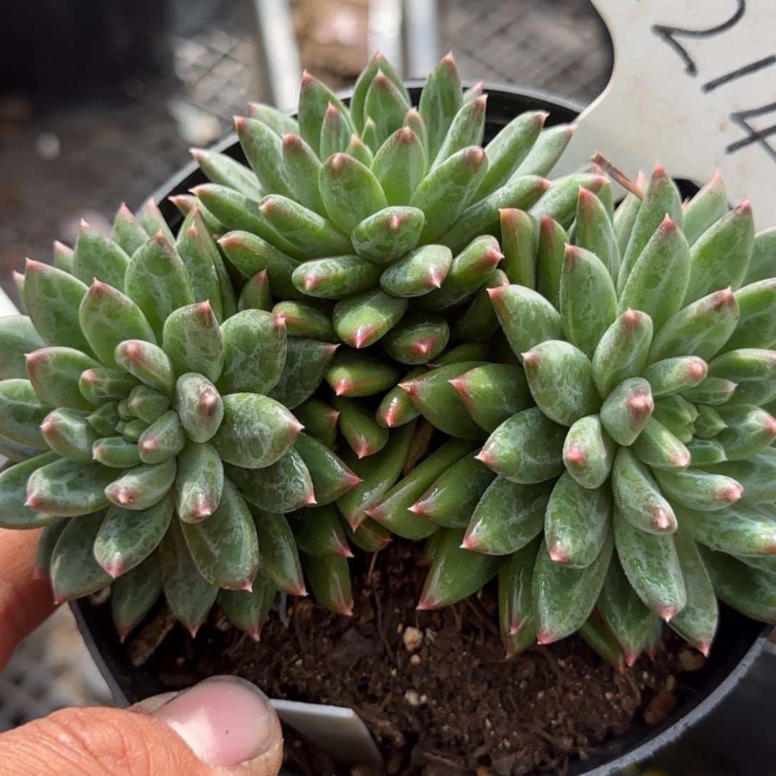 青花瓷惊鸿一物一拍包装收缩花旱214