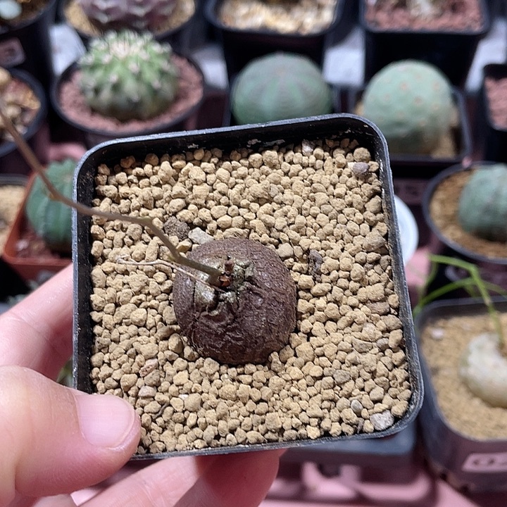 028龟甲龙块根植物