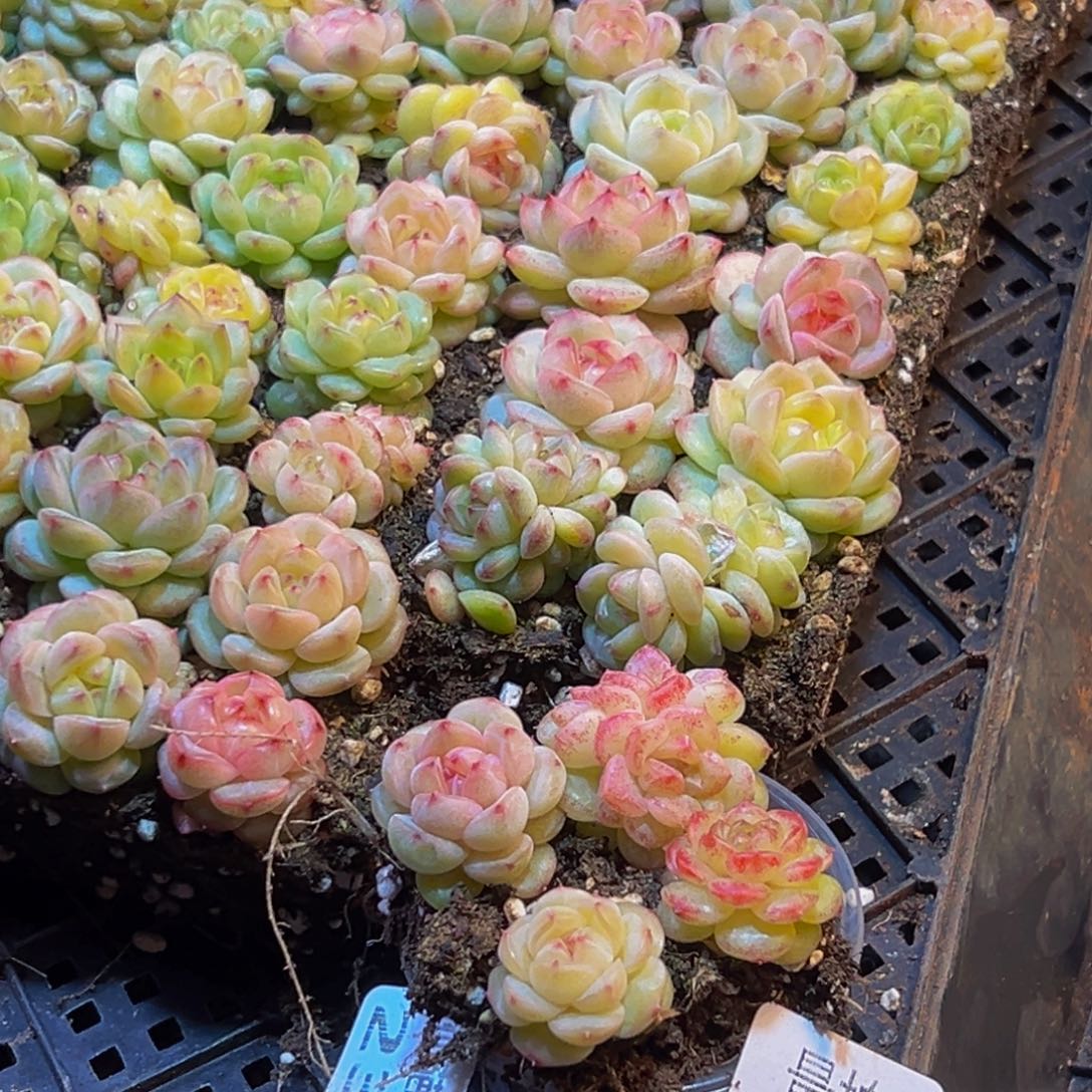 231多肉量拍4颗多肉粒数拍