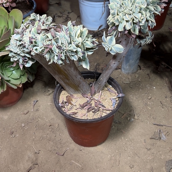 多肉植物法师灿烂缀8