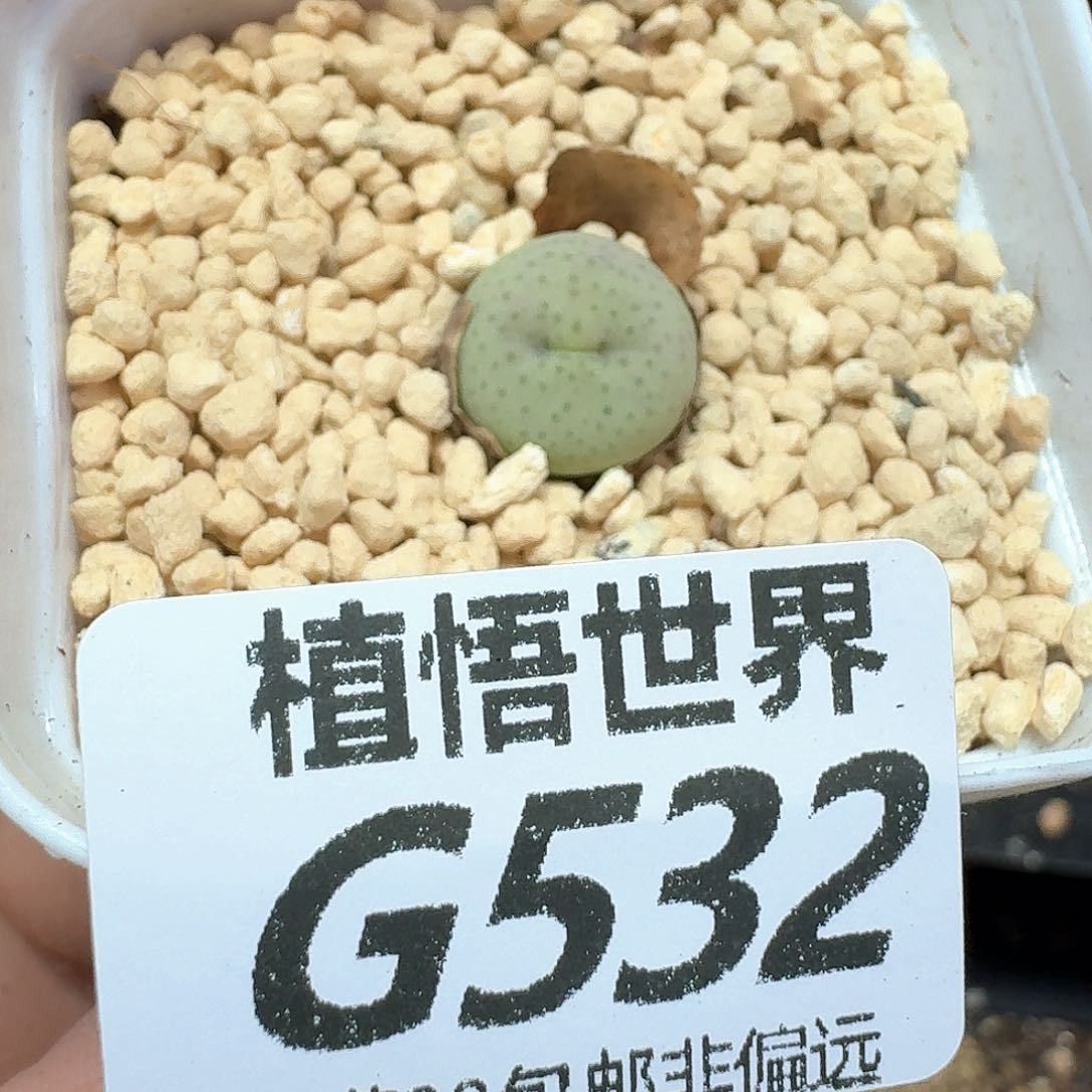 多肉植物的润泽额fg