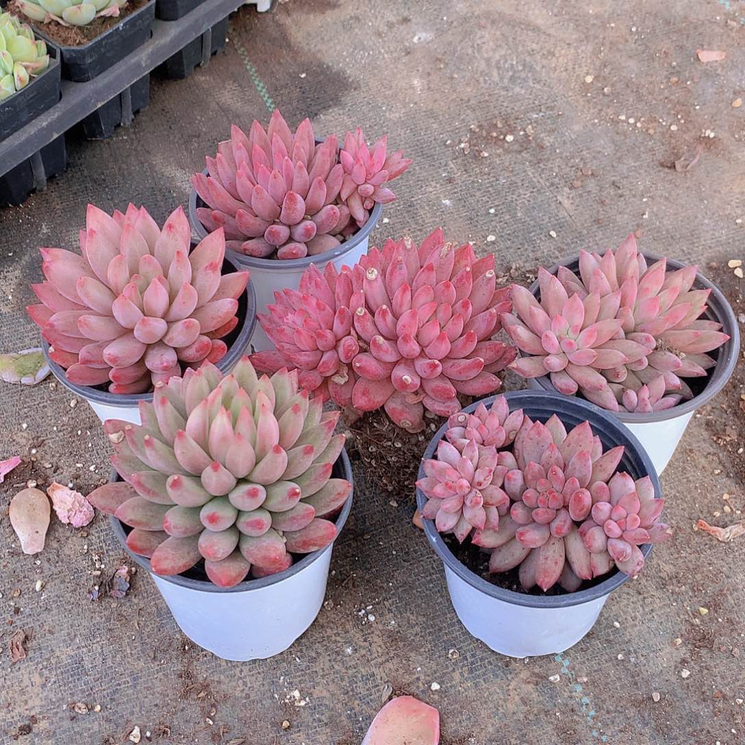 F***L六颗虞美人处理00000000000