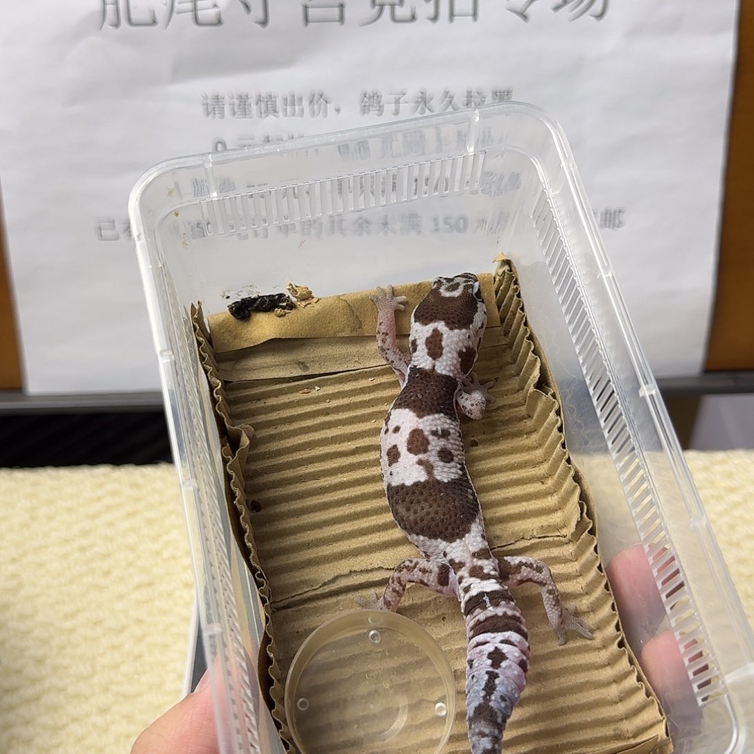 肥尾守宫奶奥 妹妹