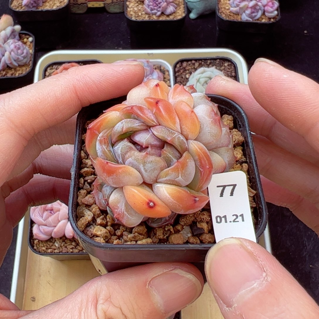 红恋77、哈哈哈哈