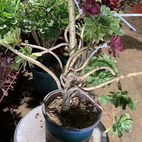 平***生原始绿多肉植物嫁接好的28