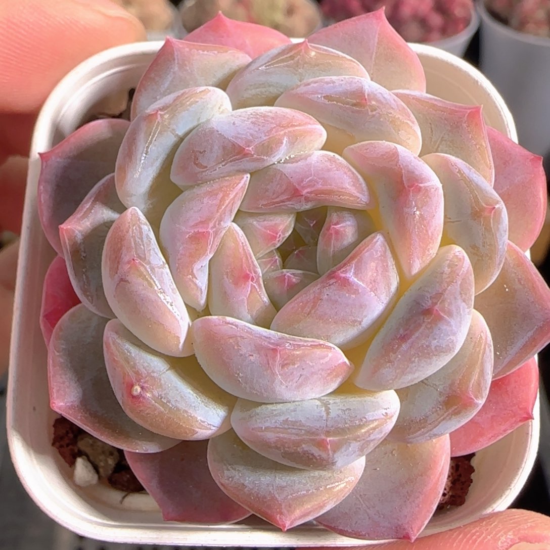 多肉1229-148糖心