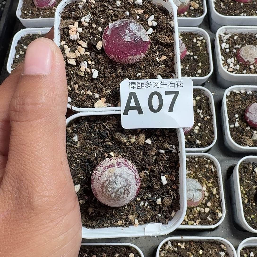 7多肉植物多肉植物