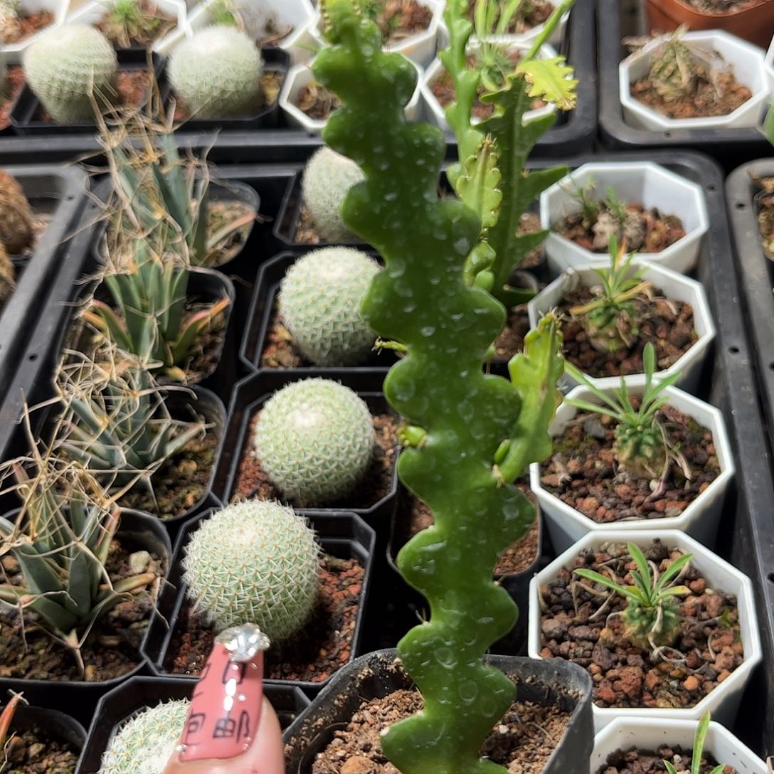 鱼骨昙花单头发货单头