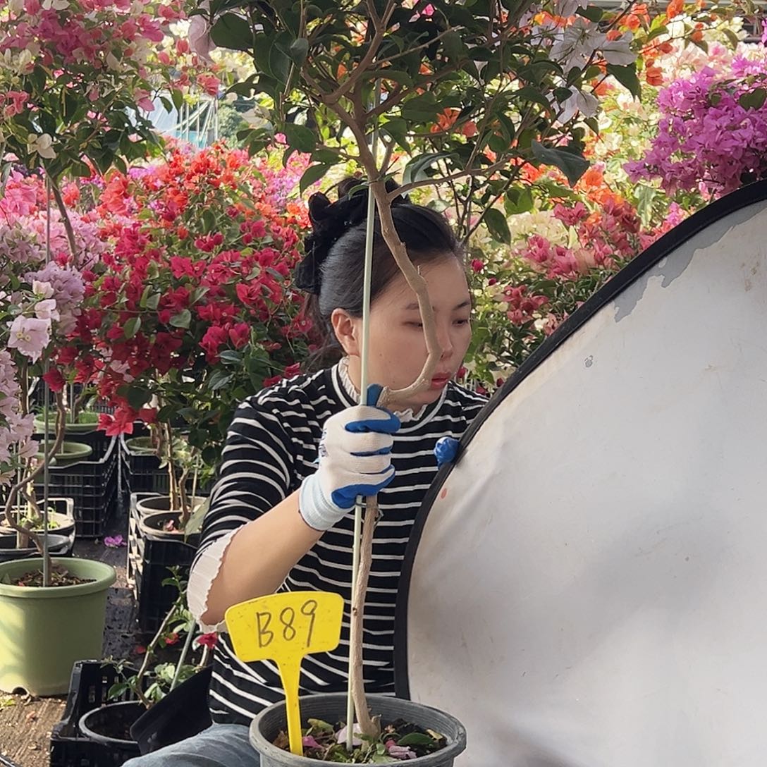 风***花大部分花苞少量开放B89苹果花