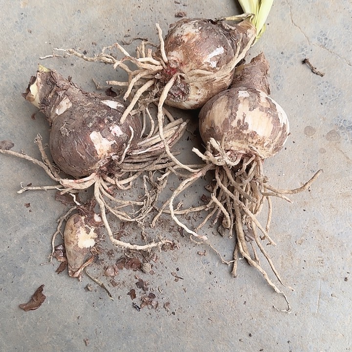 双重闪耀直径6-9厘米