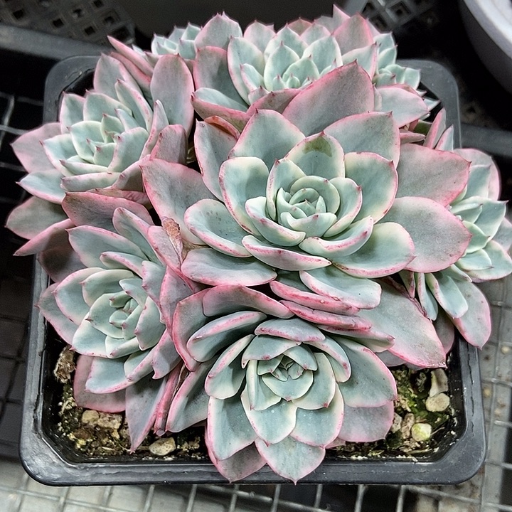 半***～奶油黄桃锦多肉植物