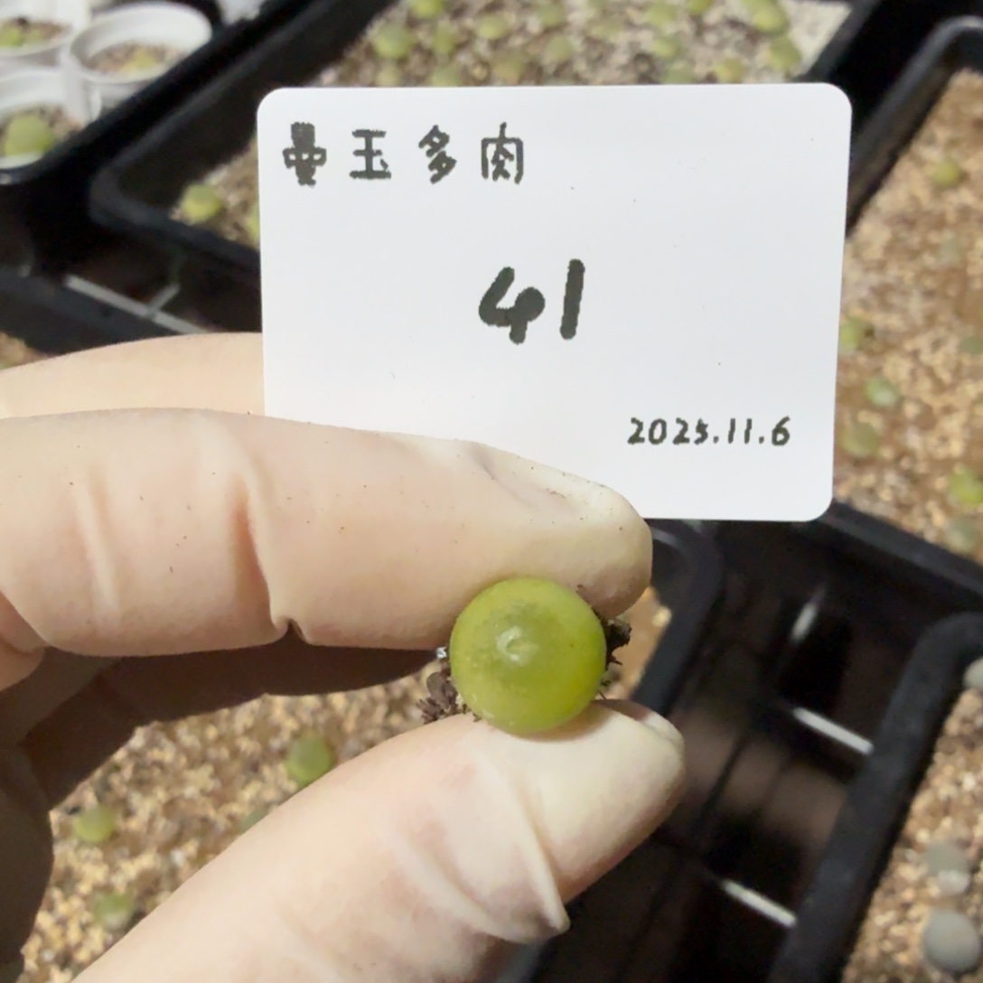 冉***啦多肉多肉多肉11.6-041 