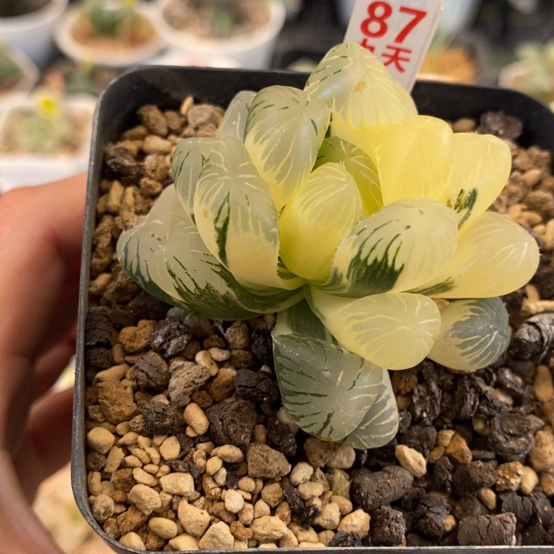 87号大窗实生玉露锦带盆