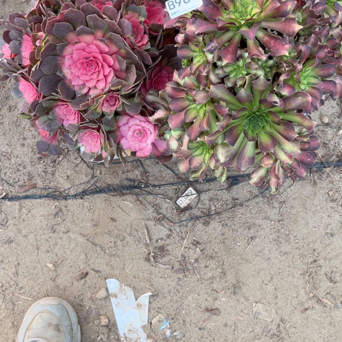 961两颗组合多肉植物法师