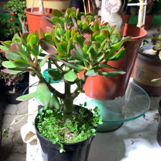 幸**满2497韩国紫叶福利