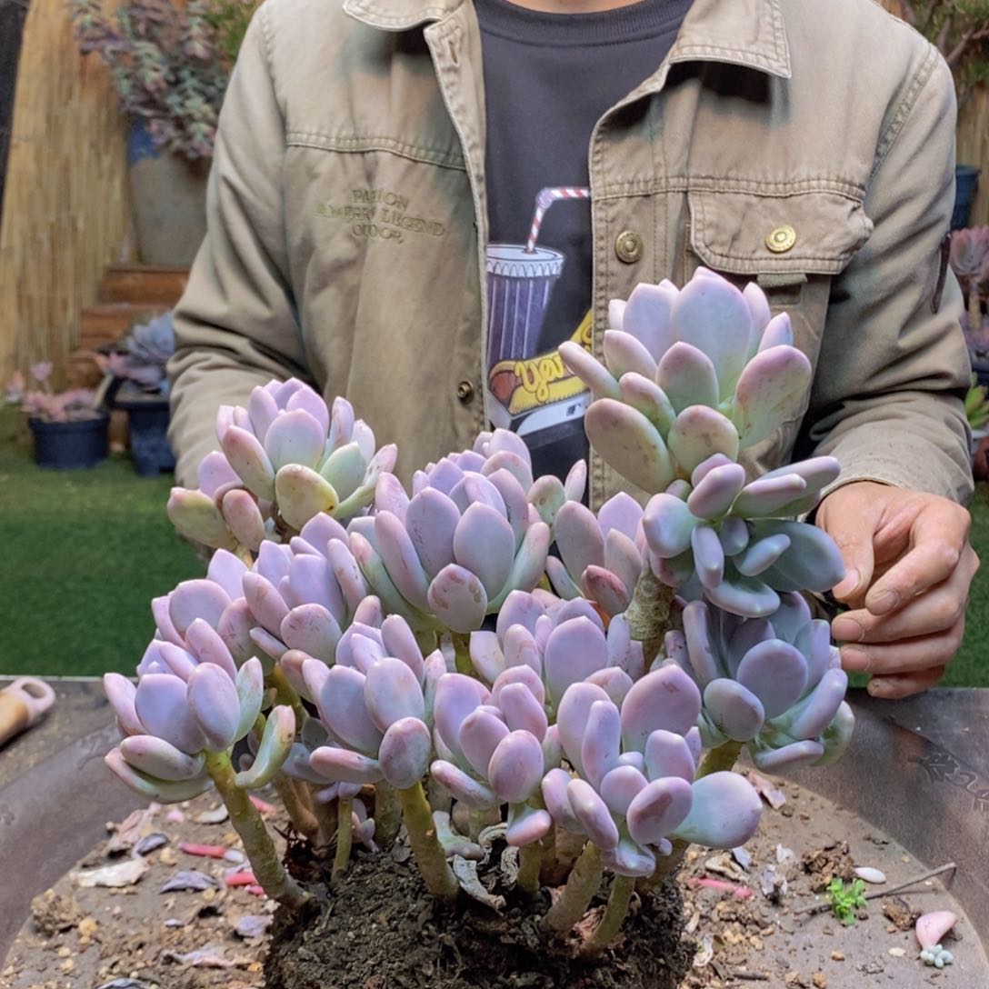 L*B13 号蹈田鸡美人