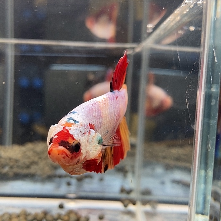 斗鱼黑101号巨斗将军