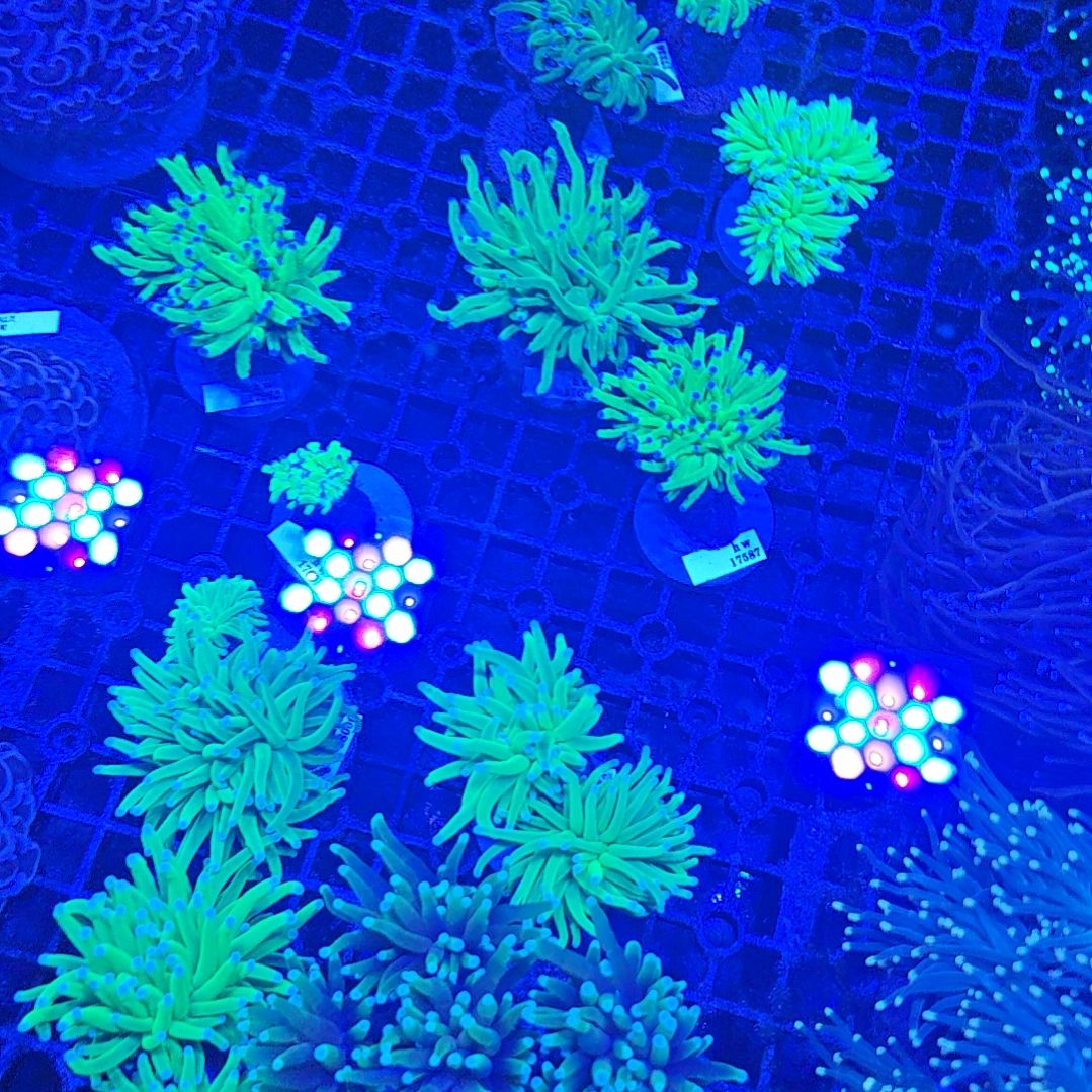 纽扣珊瑚龙魂一头多嘴