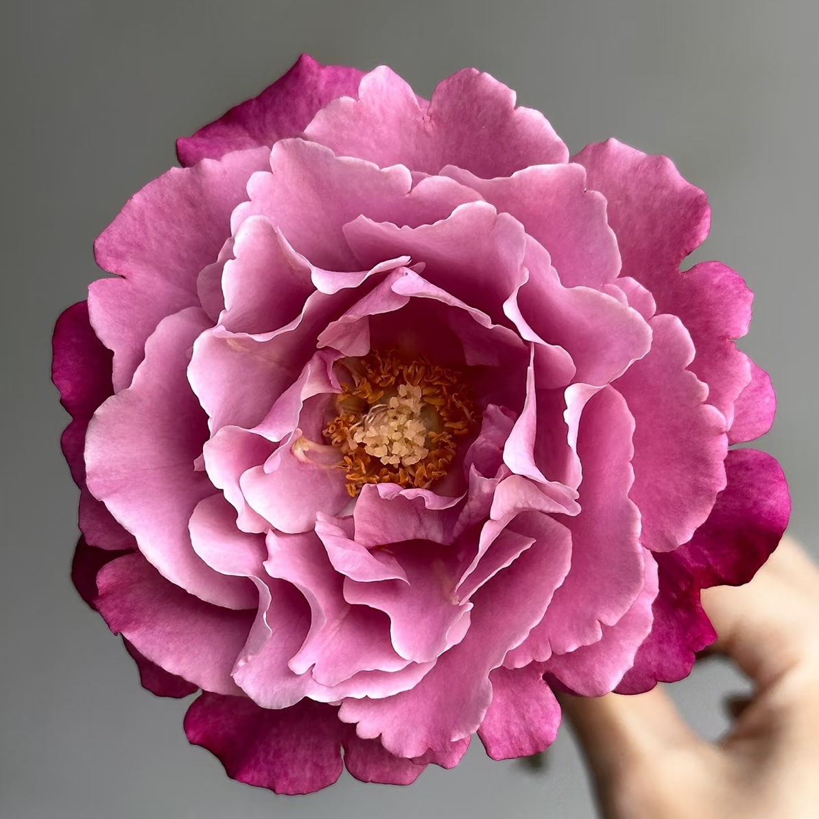 （醒目花产）光明知更鸟10支！三件顺丰空运20%不售后