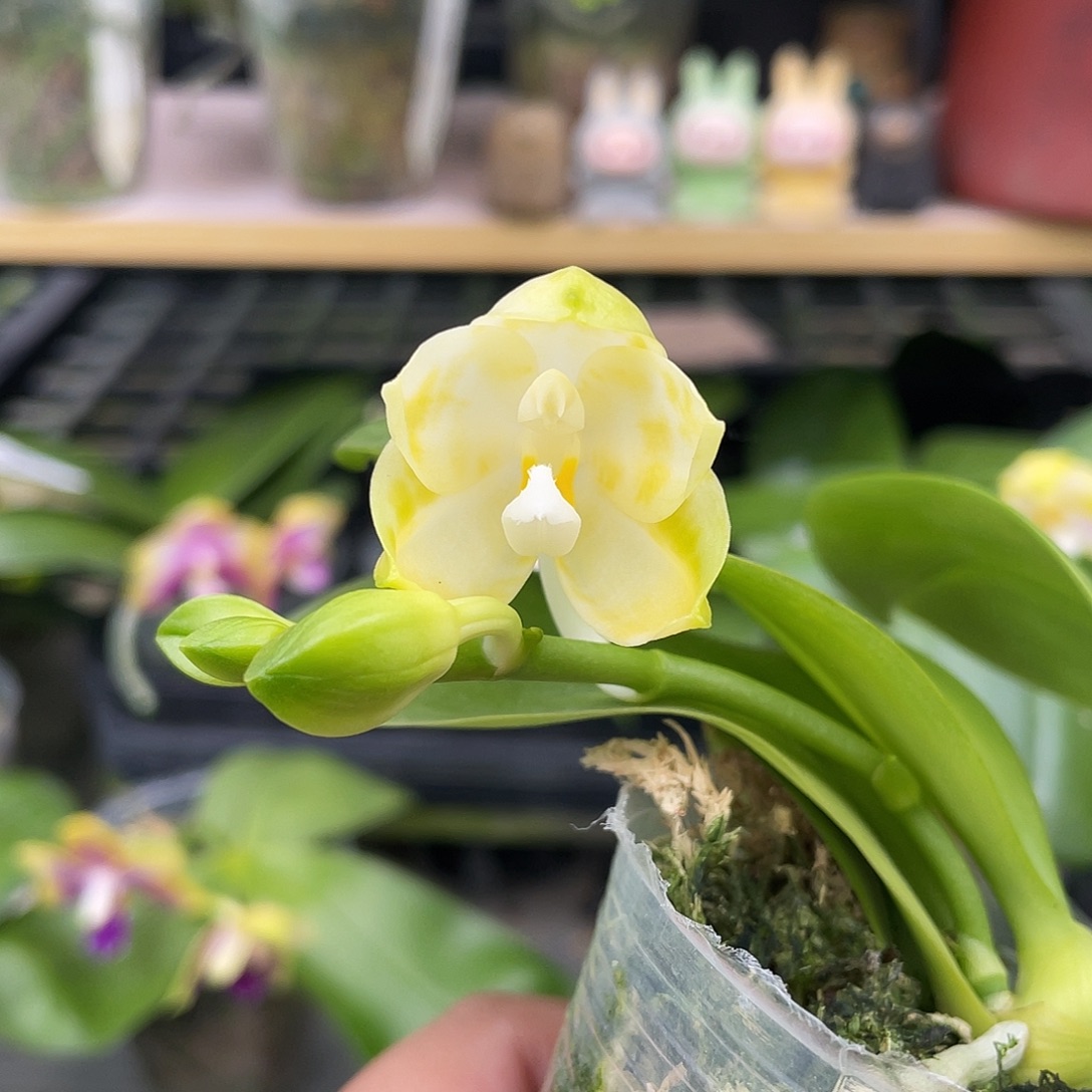 完全开放Yw08开花株