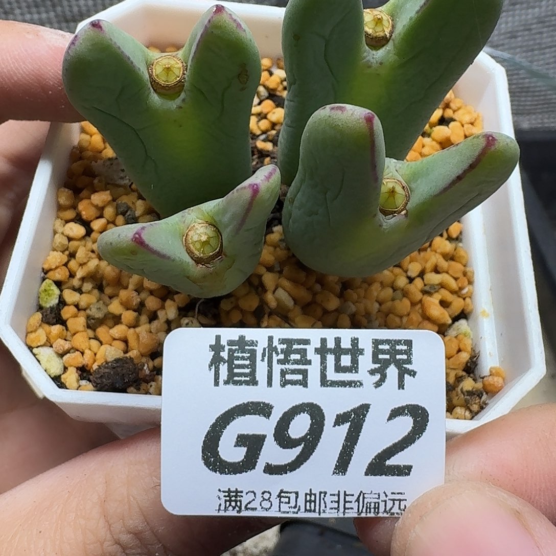 多肉植物的人生ghn