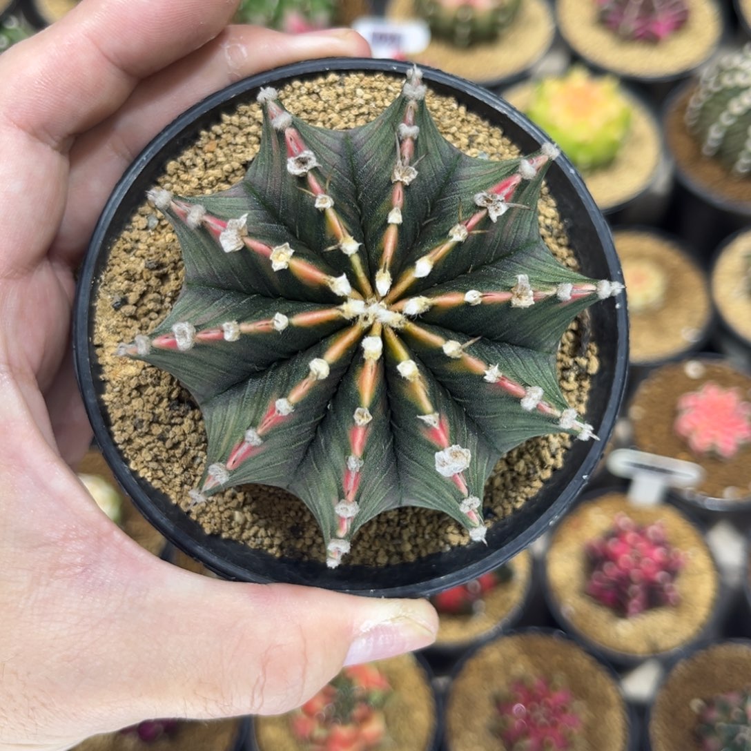 泰系实生背线锦肋骨——-