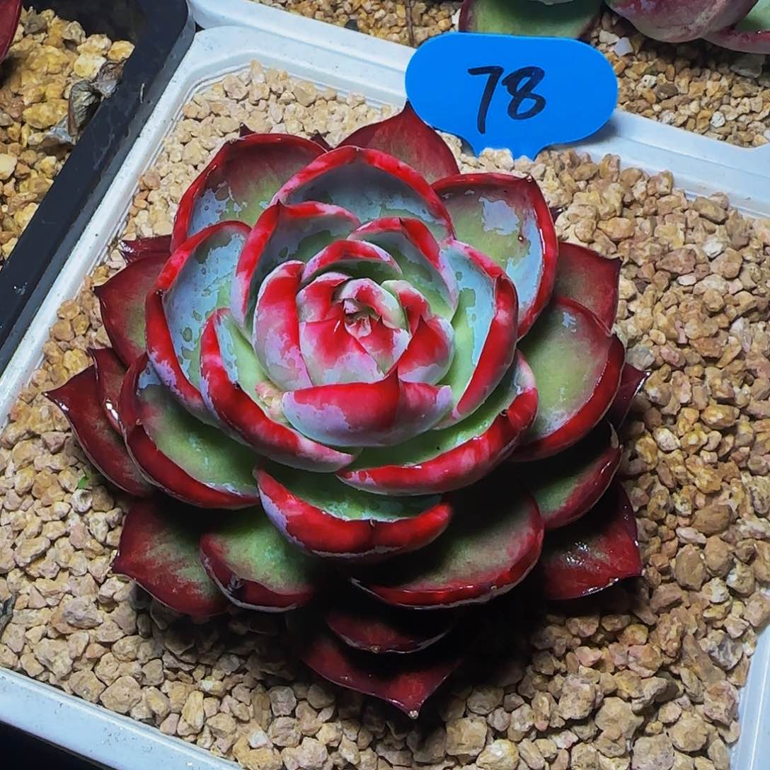 云*惊鸿仙子一物一拍78号