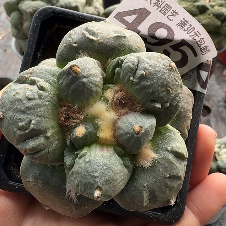 血***霭无花朵495达摩怒涛牡丹