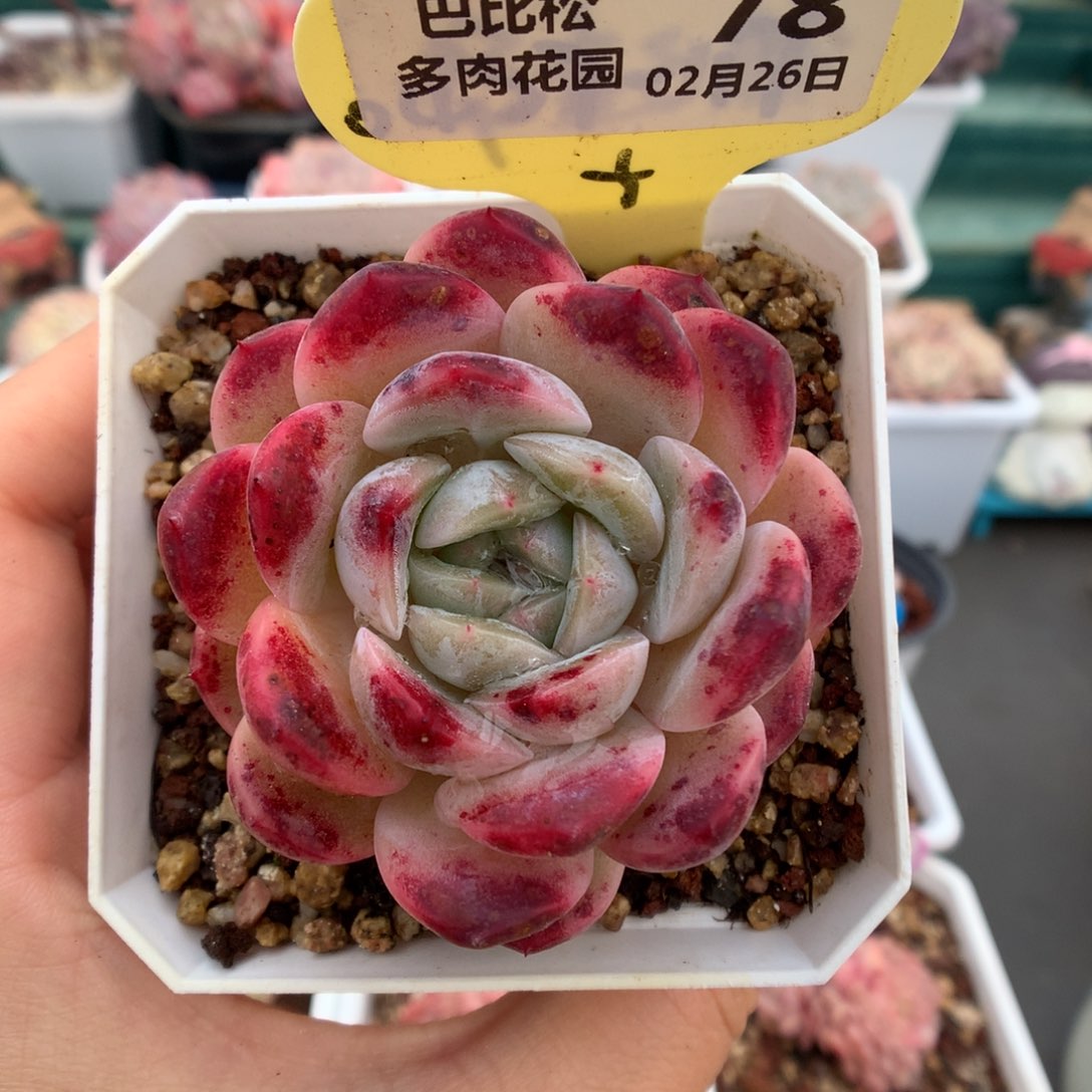 78血斑冰魄多肉植物