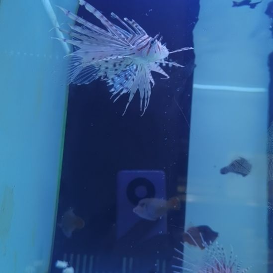 7+海水鱼一条海水鱼