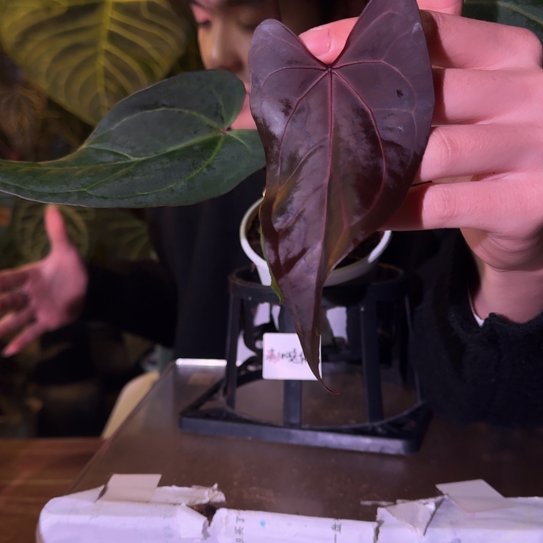 不开花植物C195紫水晶杂波特紫